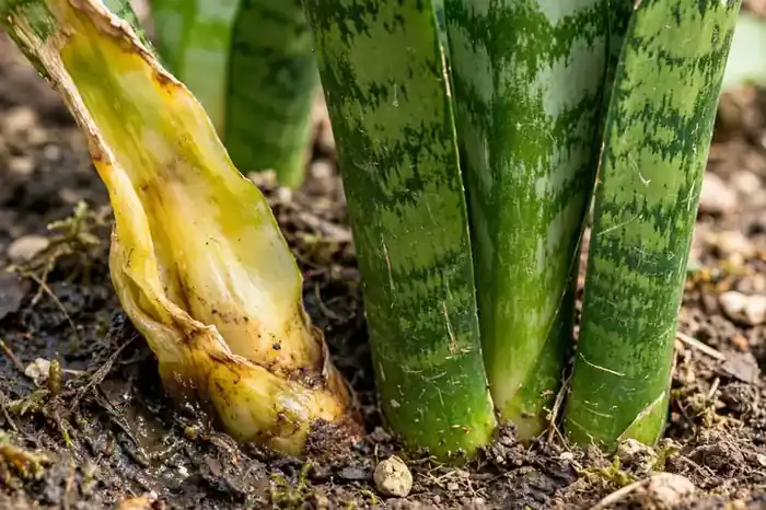 Close-up of snake plant leaf base: mushy yellowing leaf from overwatering next to firm healthy leaves