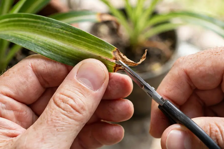 Trimming brown crispy tips off spider plant leaves with scissors at an angle